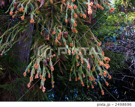 針葉樹 スギ花粉 花粉 高尾山の写真素材