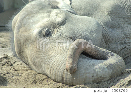 ゾウ アジアゾウ 動物園 寝るの写真素材