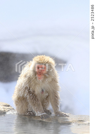 温泉猿の写真素材