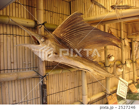 カジキの写真素材 - PIXTA