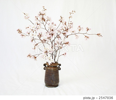 生花 桜 生け花 花瓶の写真素材