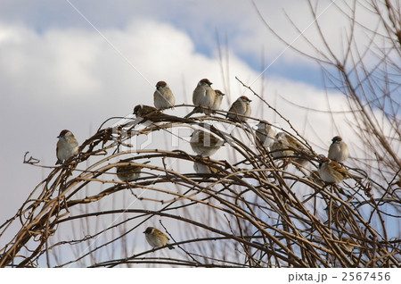 鳥の群れ 雀の群れ 小鳥の群れ スズメの写真素材 - PIXTA