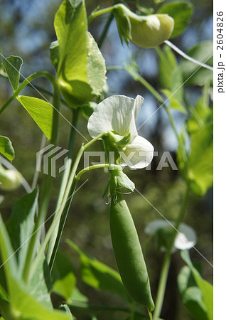 スナップえんどう 花 さや えんどうの写真素材