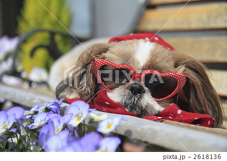 シーズー 犬 サングラス スカーフの写真素材