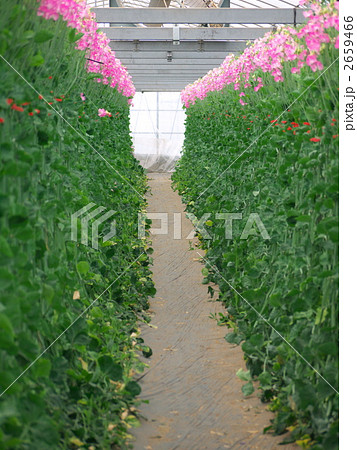 スイートピー ハウス栽培 花 植物の写真素材