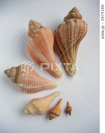 テングニシの写真素材 - PIXTA