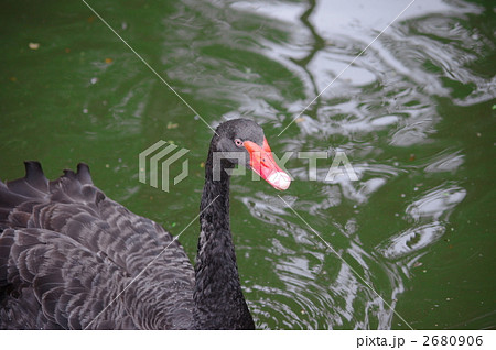 黒鳥 black-swa.jpg?fit=1024,770&ssl