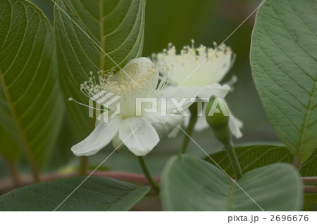 グァバの花 グァバ グアバ バンジロウの写真素材