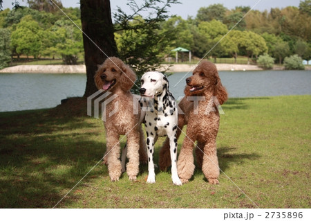 スタンダードプードル 芝生 白黒の写真素材