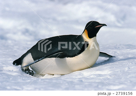 皇帝ペンギン ペンギン トボガン そり滑りの写真素材