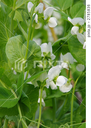 サヤエンドウの花 白い花 野菜 つるの写真素材