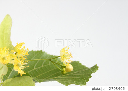 リンデンフラワー セイヨウシナノキ 植物 リンデンバウムの写真素材
