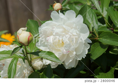 芍薬 肥後六花 しゃくやく 生薬の写真素材