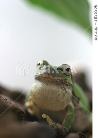 雄 鳴き声 カエル 膨らむの写真素材