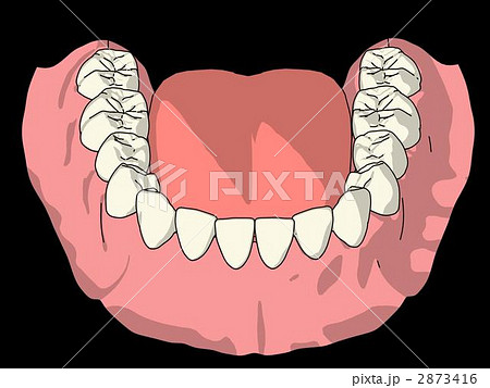歯ならび 永久歯 犬歯 下顎のイラスト素材
