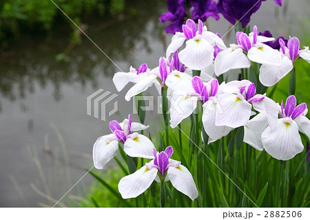 水辺の花 紫 花 川辺の写真素材