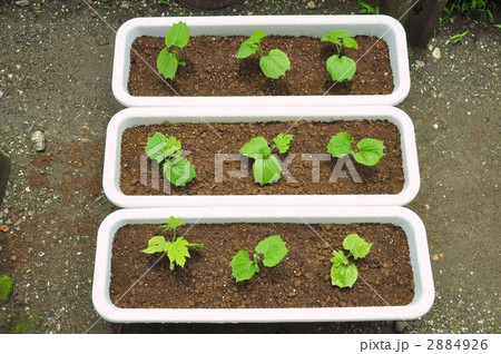 ゴーヤ苗 ニガウリ苗 ツルレイシ 土の写真素材