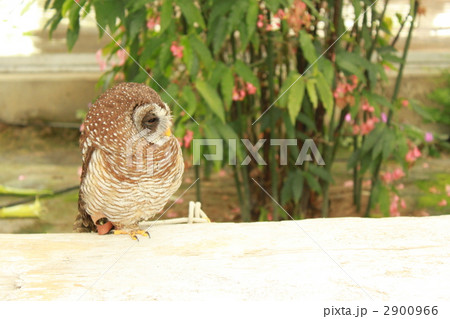 アフリカヒナフクロウ ヒナ 動物の写真素材