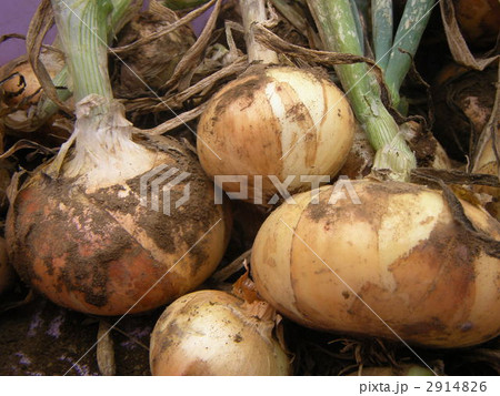 玉ねぎ畑 掘りたて ユリ科 玉葱の写真素材