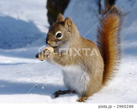 リス アメリカアカリス 動物 横向きの写真素材