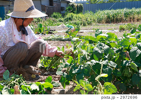 畑仕事 おばあちゃん シニア 人物の写真素材