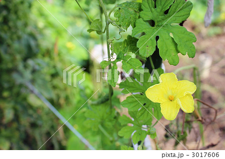 スイカの花 蔦 フルーツ 家庭菜園の写真素材 Pixta
