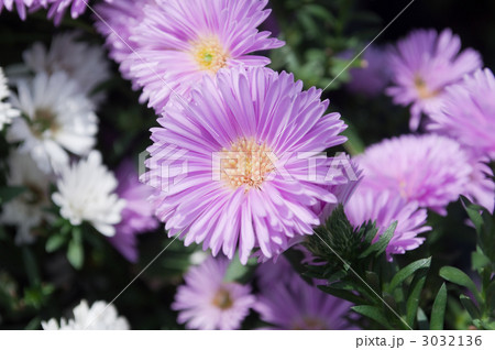 花 植物 宿根アスター ビクトリアの写真素材