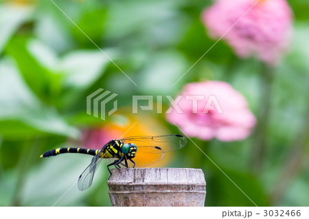 エメラルドグリーンの複眼 トンボ目の写真素材 エメラルドグリーンの複眼 トンボ目の写真素材