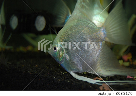 ベラ亜目 淡水魚の写真素材 ベラ亜目 淡水魚の写真素材