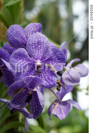 シンガポールの国花の写真素材