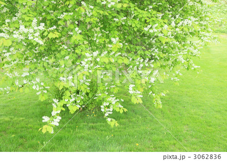 蝦夷上溝桜