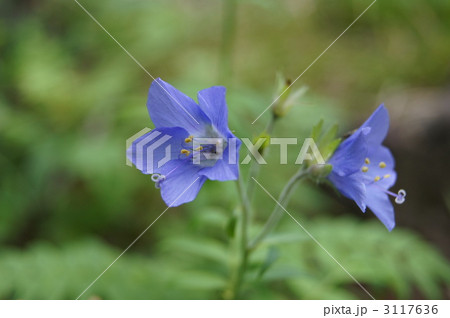深山花忍の写真素材