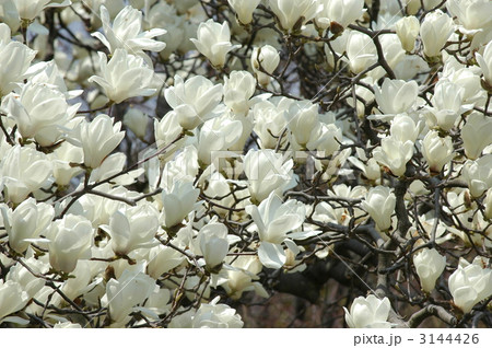 白木連 花の写真素材