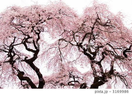 芳水の桜の写真素材