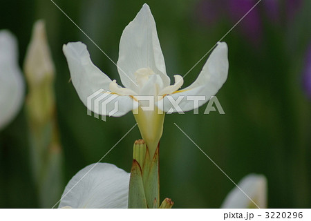 白竜の爪 はくりゅうのつめ の写真素材