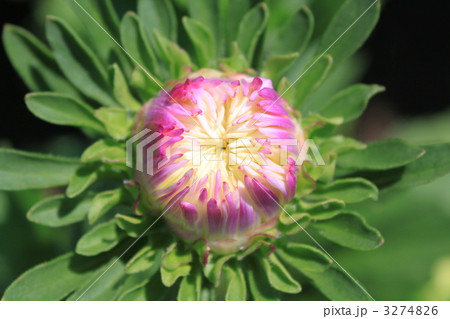 アスター エゾギク 蝦夷菊 赤い花の写真素材 - PIXTA