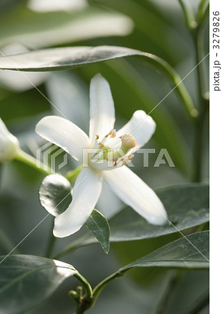 柑橘花照片素材 柑橘花照片素材