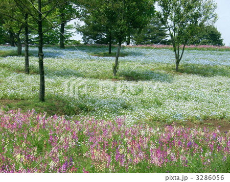 花園 風景 5月 野原の写真素材 花園 風景 5月 野原の写真素材