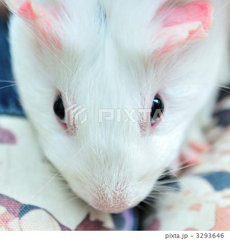 鼠 二十日鼠 アルビノ 持つの写真素材