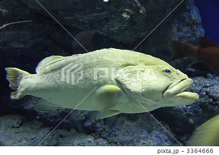 クエ ハタ 大型魚 水族館の写真素材