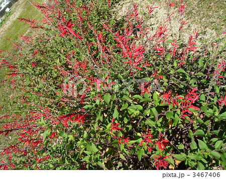 パイナップルセージ ハーブ 赤い花 植物の写真素材 Pixta