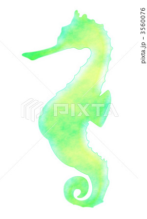 タツノオトシゴ 龍 たつのおとしご 辰のイラスト素材