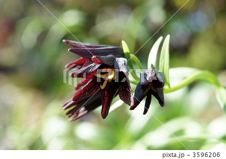 ブラックサレナ 花の写真素材