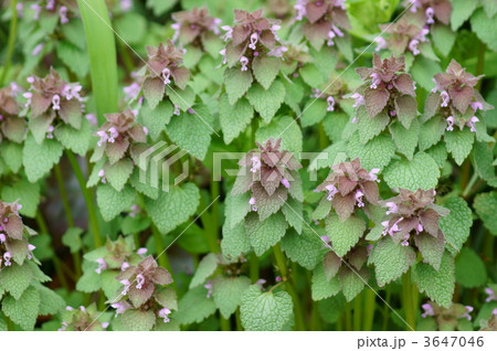 紫色の茎 雑草 緑色 草の写真素材 - PIXTA