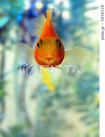 金魚 アップ 正面 泳ぐの写真素材