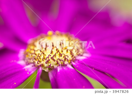 花粉 雄しべ サイネリア 花の写真素材