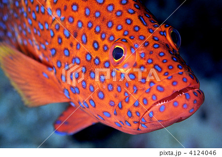 海水魚 顔 ハタ科 斑点 青色の写真素材
