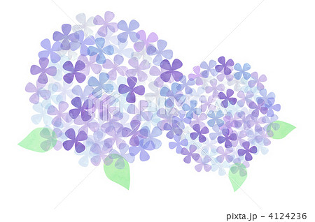 紫陽花 花 きれい ６月のイラスト素材