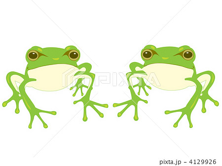 アオガエル 両生類 雨蛙 カエルのイラスト素材