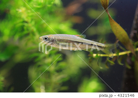 魚類 淡水魚 幼魚 カワムツの写真素材